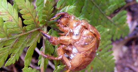 Days On The Claise Cicada Shell