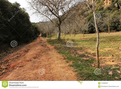 Mountain Landscape And Path Between Green Vegetation In
