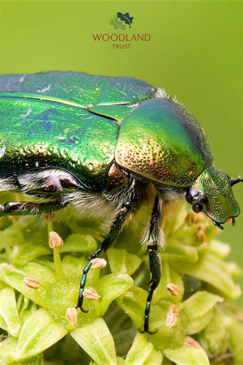 Rose Chafer Beetle Cetonia Aurata Fact File British Beetles