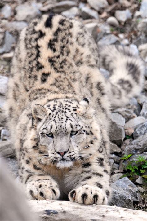 Indeever Stretching Snow Leopard Cats And Kittens Big Cats