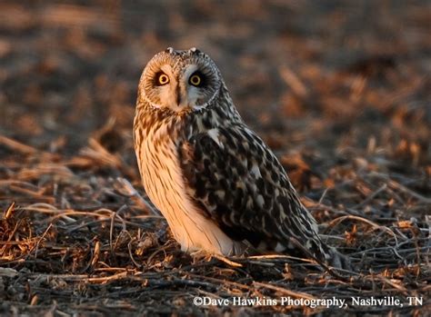 Short Eared Owl State Of Tennessee Wildlife Resources Agency
