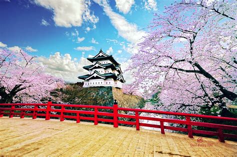 These 20 Weird Facts About Japanese Cherry Blossom Trees Will Make You