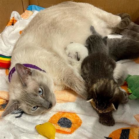 Feral Pregnant Cat Delilah And Her Kittens Find Peace Love And A New