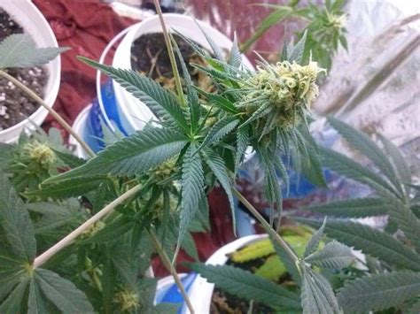 El Ciclo De Vida De La Planta De Cannabis Etapas Semana A Semana 2022