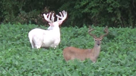 Incredibly Rare Sighting Of Albino Whitetail Deer In White County