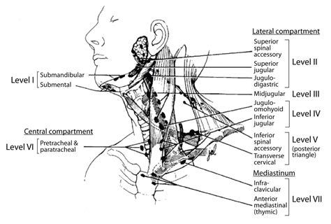 Palpating Lymph Nodes In The Head And The Neck Faculty Of Medicine