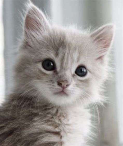 47 Inspirasi Terpopuler Cute Cats Kitten Love