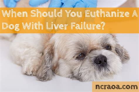 Top 10 When To Euthanize A Dog With Liver Failure You