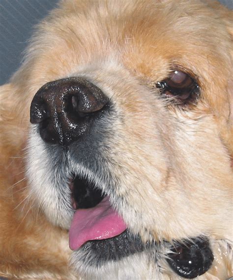Facial Nerve Paralysis Canine Telegraph