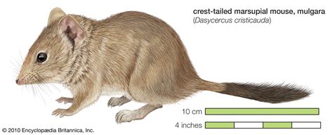 Crest Tailed Marsupial Mouse Marsupial Britannica