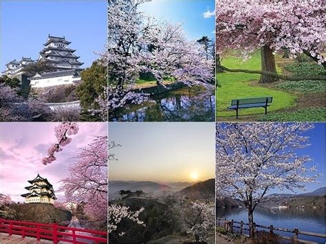 Cherry Blossoms Of Japanthe Gunstringermaddalena Sisto