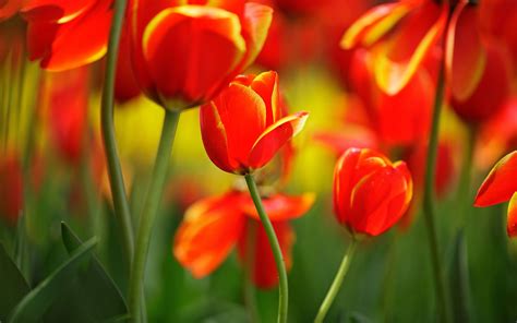 Red Tulip Wallpapers Wallpaper Cave
