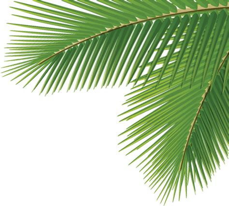 Collection 99 Pictures Palm Tree Background Images Excellent 102023