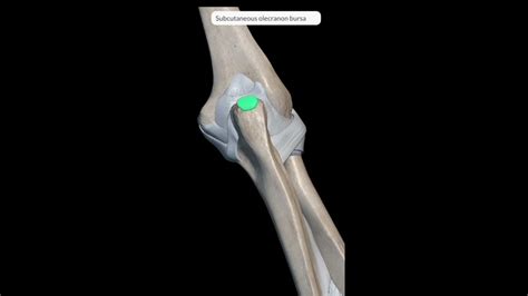 Elbow Joint Anatomy I Joint Capsule Ligaments Bursa Movements Blood