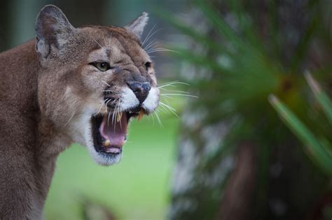 Endangered Florida Panthers Found Dead Just Days Apart