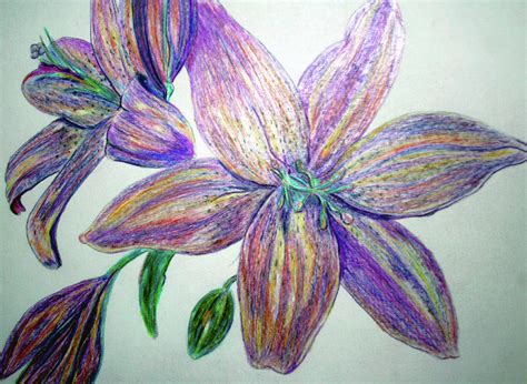 Colour Pencil Drawing Flowers Pencildrawing2019