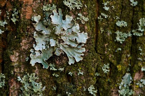 Lichens On Trees Causes And Treatment