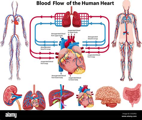 Blood Flow Of The Human Heart Illustration Stock Vector Image And Art Alamy