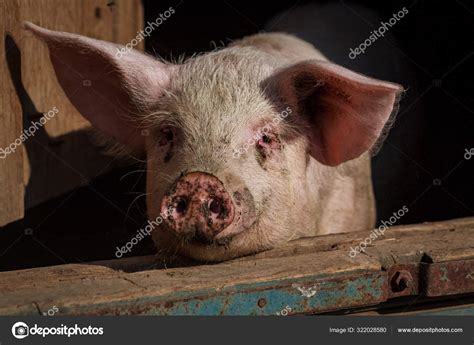 Piglet Pink Nose Piglet Peeps Out House Pig Farm Waiting — Stock Photo