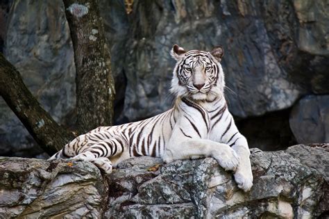 Tigres Blancos Características Distribución Reproducción Alimentación