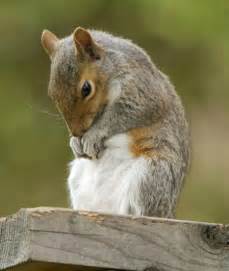 Image result for sad squirrel