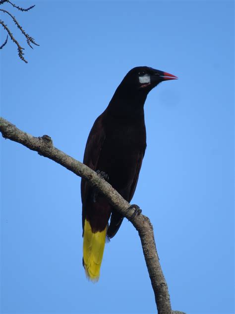 Bird Of The Day Montezuma Oropendola Male La Paz Group