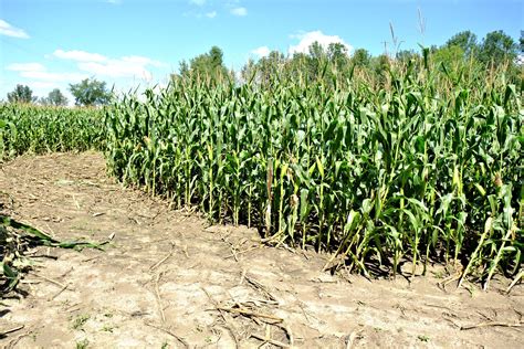 Free Images Field Grain Food Harvest Produce Crop Soil