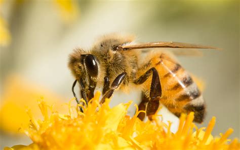 5 Amazing Facts About Honey Bees