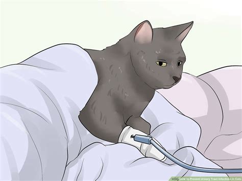 Glucosamine helps protect the bladder's lining. The Best Parrots In The World: What Is A Good Cat Food For ...