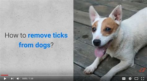 How To Remove Ticks From Dogs 7 Steps Watchv