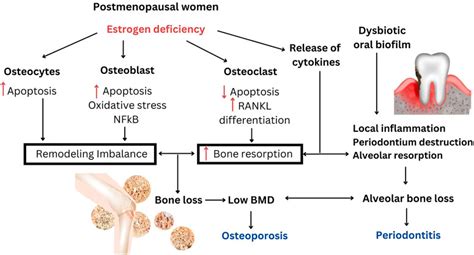 Frontiers Overview On Postmenopausal Osteoporosis And Periodontitis