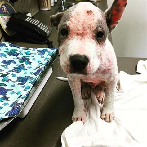Bald Pit Bull Puppy Dumped On Texas Road Could Barely Move The Dodo