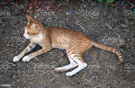 The tall ears are set to be a continuation of this triangle. Long Legs Skinny Arabian Orange Cat Stock Photo - Download ...