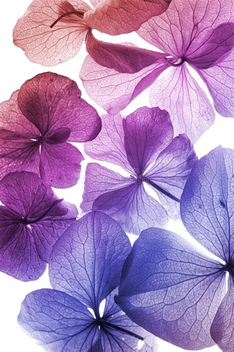 Colorful Flower Petal Closeup Stock Images Image 21033434