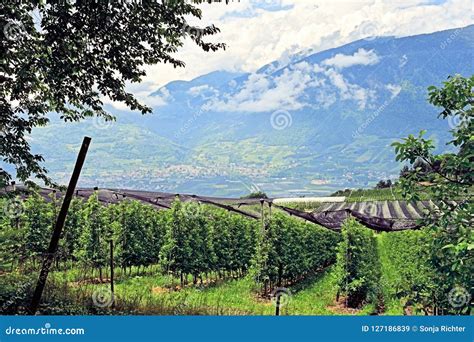 Summit Rock Panorama Landscape Of The Mountains In South Tyrol Italy