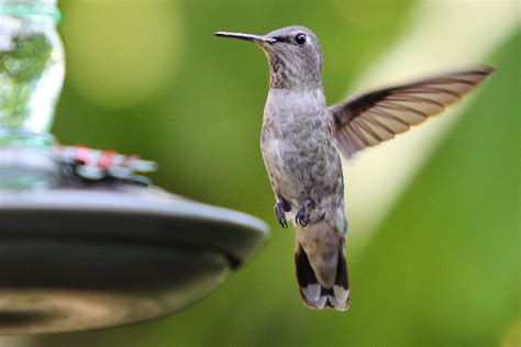 We did not find results for: Why You Should Make Your Own Hummingbird Food