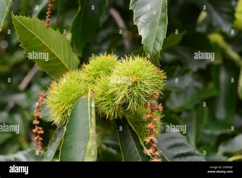 Horse Chestnut Tree And Conkers Stock Photo Alamy