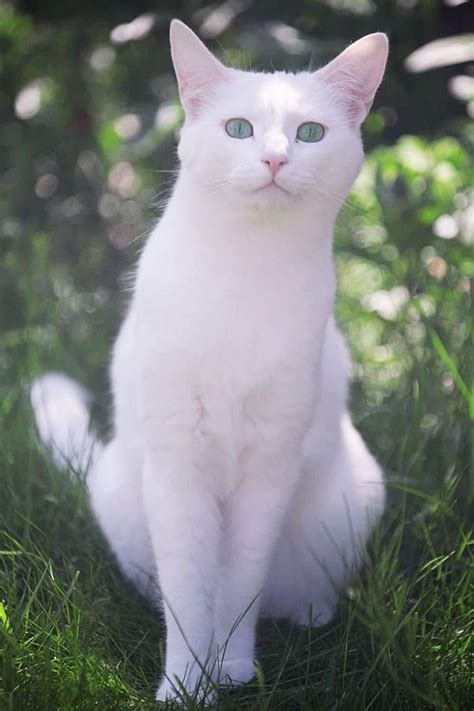 Beautiful White Cat For Special Home Woking Surrey
