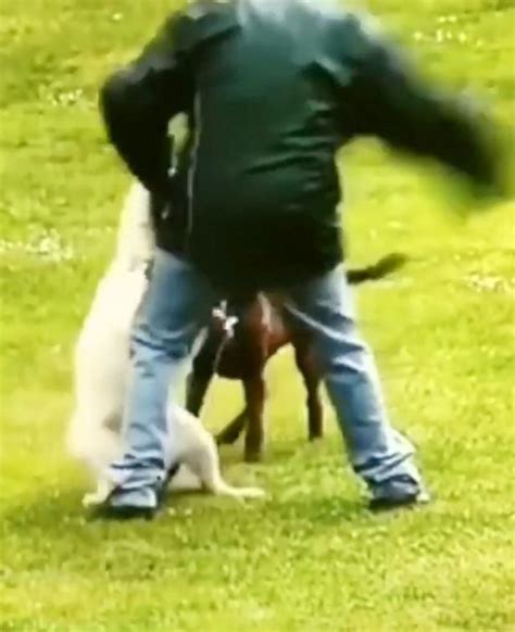 Cruel Pet Owner Caught On Cctv Repeatedly Punching His Dog In Head In