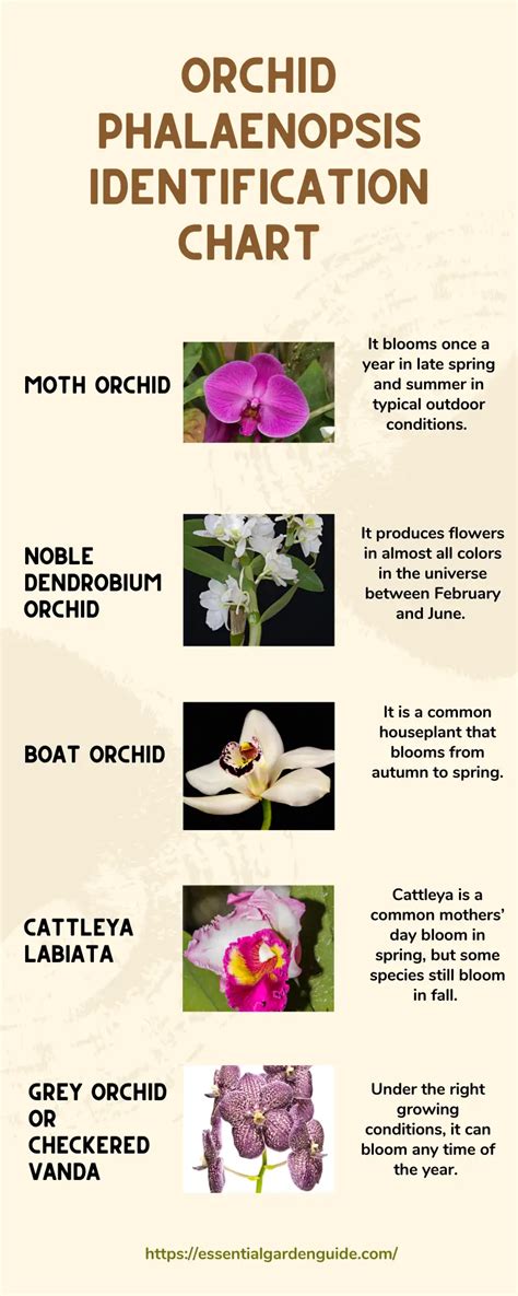 What Type Of Orchid Do I Have Essential Garden Guide