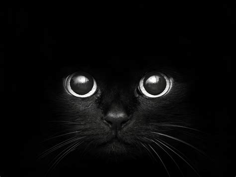 Black Cat With Big Eyes Wallpaper 1080p 1600 X 1200 Art Wallpapers