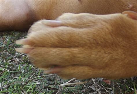 25 Images Dog Paw Swollen Red Between Toes Treatment Demodectic Mange