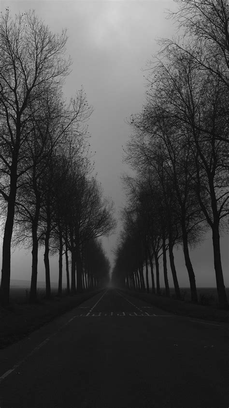 Black And White Photo Of Road Between Straight Line Trees Under White