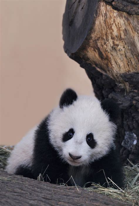 Giant Panda Photos • Fu Bao At Zoo Vienna In Austria On January 15