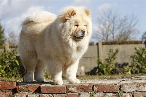 Honey Blonde Chow Chow Chow Chow Dogs Chow Chow Dogs