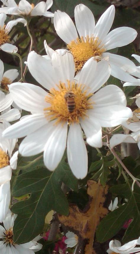 Maybe you would like to learn more about one of these? What Is This Fall Blooming Shrub In Southern California?