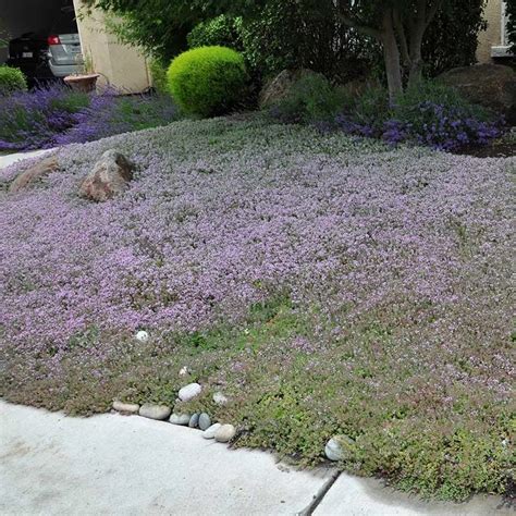 Does Red Creeping Thyme Grow In Texas A Comprehensive Guide My Heart