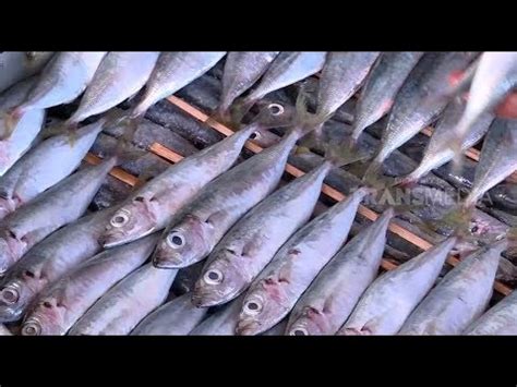 Kembung biasanya dijual segar atau diproses menjadi ikan pindang dan ikan asin yang lebih tahan lama. Resep Masakan Ikan Pindang Layang ~ Resep Manis Masakan Indonesia