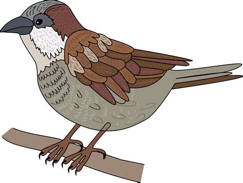 Sparrow Vector Clip Art Stock Vector Illustration Of Cartoon Clip