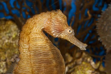 Creature Feature Lined Seahorse National Marine Sanctuary Foundation